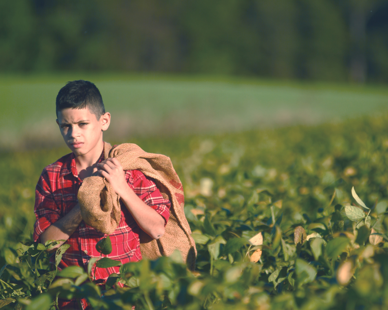 Young Hispanic boy working in a farm/ field,